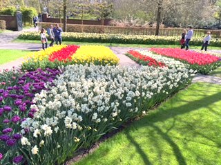 Keukenhof Holland tulpanfält